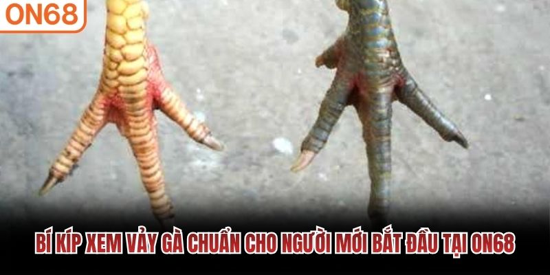 B&iacute; k&iacute;p xem vảy g&agrave; chuẩn cho người mới bắt đầu tại ON68